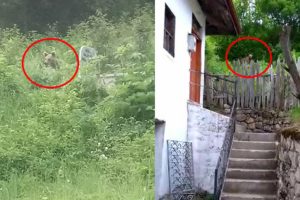 Karab&uuml;k'te ayı, k&ouml;y&uuml; mesken tuttu