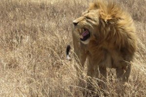 14 aslan ka&ccedil;tı: Evlerinizden &ccedil;ıkmayın