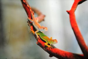 Bursa Hayvanat Bah&ccedil;esi'nde yavru iguana heyecanı yaşanıyor