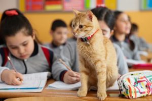Kedi Tombi'ye pasaport &ccedil;ıktı