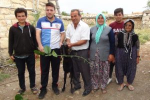 ''Boynuz kulağı ge&ccedil;ti'' deyimi ger&ccedil;ek oldu