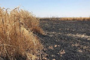 Irak'ta 40 bin d&ouml;n&uuml;m tarım arazisi k&uuml;l oldu