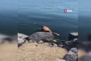 Sahile vuran &ouml;l&uuml; at g&ouml;renleri şaşkına &ccedil;evirdi