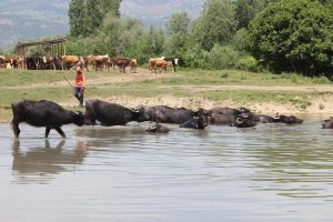 Afrika sıcaklarında g&uuml;n&uuml; suda ge&ccedil;iriyorlar