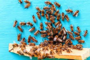 Arılar soktu: 1 &ouml;l&uuml;, 2 yaralı