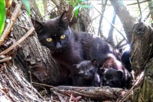 Bursa'da o kedi yavrularını korumak isterken canından oldu