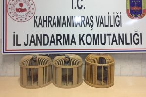 Jandarma ka&ccedil;ak keklik avına ge&ccedil;it vermedi