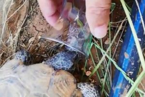 Sıcaktan bunalan kaplumbağaya bardaktan su i&ccedil;irdi