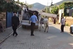 Atına sopayla vuran şahsa para cezası