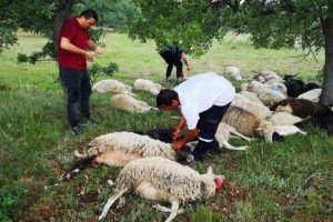 D&uuml;şen yıldırım, 55 koyunu telef etti!