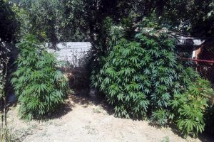 Arazisinde Hint keneviri yetiştirildiği ihbarında bulundu, g&ouml;zaltına alındı