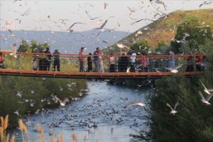 'Bayram tatilinde 110 bin kişi balık g&ouml;&ccedil;&uuml;n&uuml; izledi'
