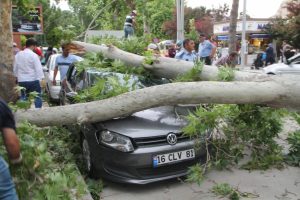 Asırlık &ccedil;ınar fırtınaya dayanamadı