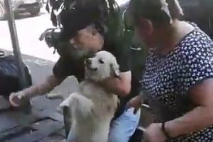 Kayıp k&ouml;peğin sahibiyle duygusal kavuşma anı