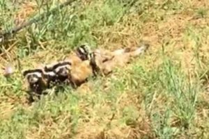 Isparta'da alaca sansarlar g&ouml;r&uuml;nt&uuml;lendi
