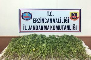 Erzincan'da 981 k&ouml;k kenevir imha edildi