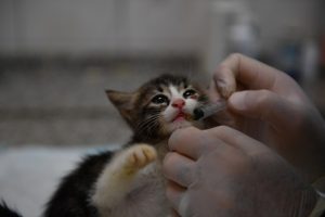 Türkiye'de ilk! Bursa'da kedilere özel hastane