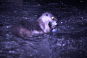 Nesli tehlikede olan Su Samuru balık yerken g&ouml;r&uuml;ld&uuml;
