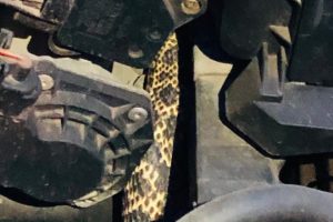 Otomobilin motoruna giren yılanı, itfaiye &ccedil;ıkardı