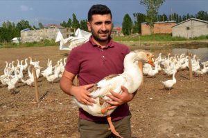 Kaz &ccedil;iftliği hayalini devlet desteğiyle ger&ccedil;ekleştirdi