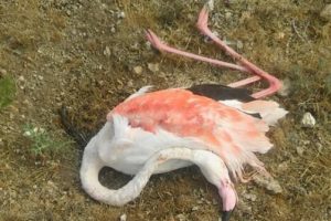 D&uuml;şen yıldırım 20 flamingoyu telef etti!