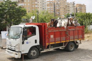 Faytonculukta kullanılan atlar tarıma hizmet edecek