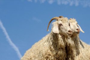 Ankara ke&ccedil;isi tiftiğinin değeri artıyor