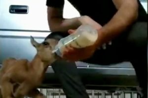 K&ouml;yl&uuml;lerin bulduğu yavru yaban ke&ccedil;isi koruma altına alındı