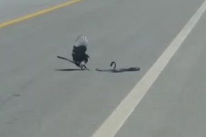 Saksağanın yılan avı kamerada