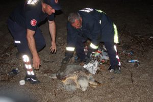 Yolunu kaybeden Caretta Caretta saldırıya uğradı