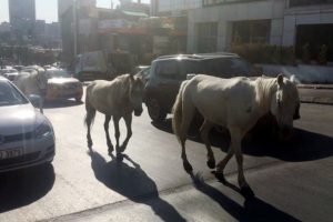 Başıboş atlar s&uuml;r&uuml;c&uuml;lere zor anlar yaşattı