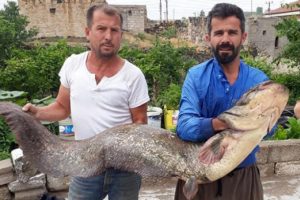 Kızılırmak'ta 2 metrelik yayın balığı tuttu