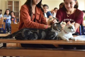 Miya ve Gofret de karne aldı