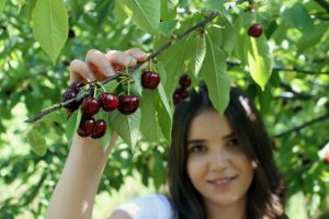 Bursa Yenişehir'de kirazlar dalında kaldı