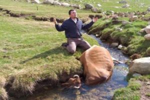 Telef olan ineğine ağlayan &ccedil;ift&ccedil;iye Haluk Levent'ten yardım eli