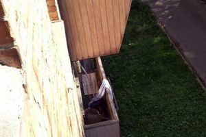 Ukrayna polisini şaşkına &ccedil;eviren muhasebeci