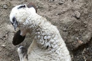 Bursa'da sahipsiz k&ouml;pekler kuzulara saldırdı