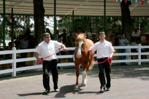 Bursa TİGEM'in tayları g&ouml;r&uuml;c&uuml;ye &ccedil;ıkıyor