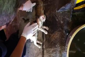 A&ccedil;lıktan bayılan kediyi hayata d&ouml;nd&uuml;rd&uuml;