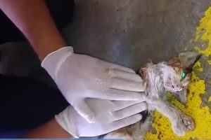 Kalp masajı yapılan kedi kurtarılamadı