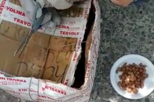 Kedi ve yavruları, ağzı telle bağlı kolide &ouml;l&uuml;me terk edildi