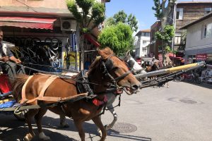 Haziran sıcağında y&uuml;rek yakan g&ouml;r&uuml;nt&uuml;