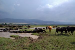 Mandalar Kaz G&ouml;l&uuml;'nde serinledi