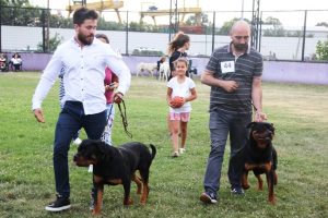 Farklı köpek ırkları Bursa'da yarıştı