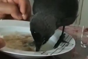 Kurtarılan karga yemek sofrasına misafir oldu