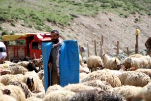 Atanamayınca &ccedil;obanlık yapmaya başladı