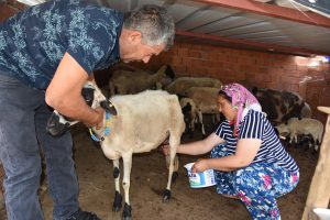 4 koyunla başladı, şimdi s&uuml;r&uuml; sahibi