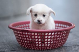 K&ouml;pekler insanların ilgisini &ccedil;ekebilmek i&ccedil;in evrimleşmiş