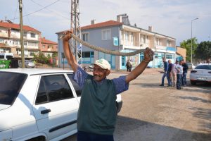 Otomobil tamponundaki yılanı elleriyle &ccedil;ıkardı