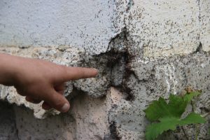 Mahallede b&ouml;cek istilası